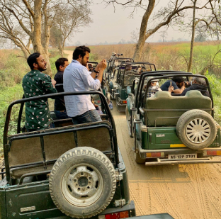 Jungle Safari in Wildlife Reserves